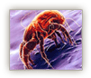 Mite